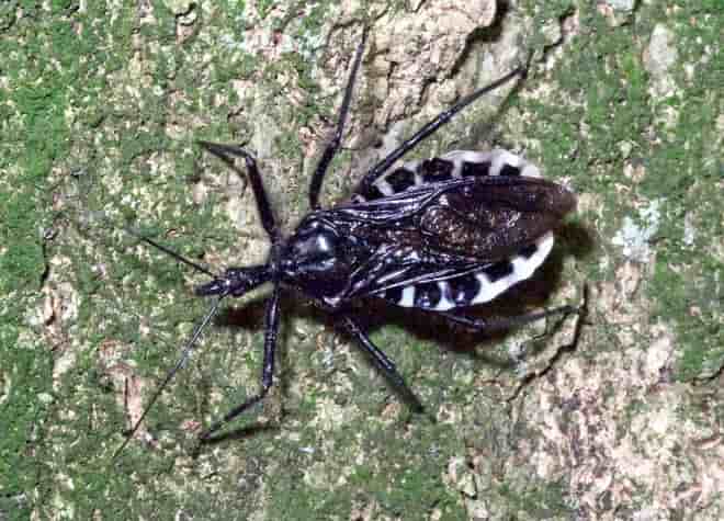 昆虫図鑑・ヨコヅナサシガメ